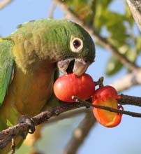 Parrot eating a plum