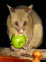 Possums love apples