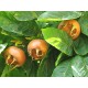 Dutch Medlar