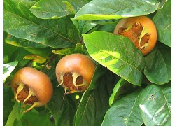 Dutch Medlar