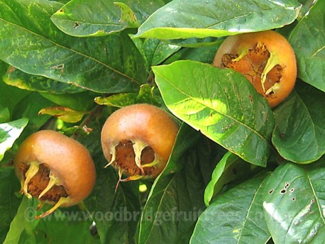 Dutch Medlar