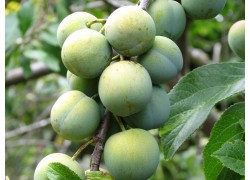 Greengage