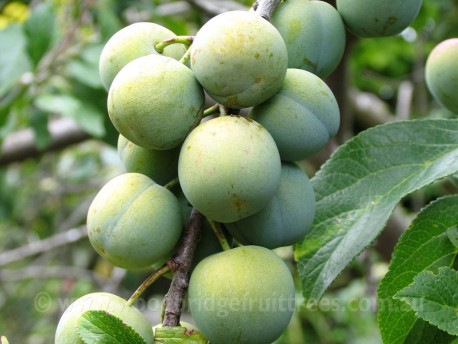 Greengage