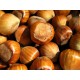 Hazelnut Mixed Pack 4 Plants