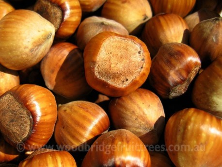 Hazelnut Mixed Pack 4 Plants