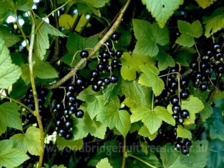 Blackcurrant