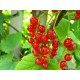 Redcurrant