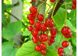 Redcurrant