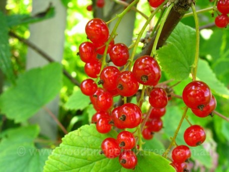 Redcurrant