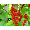 Redcurrant