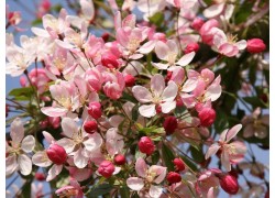 Malus Floribunda