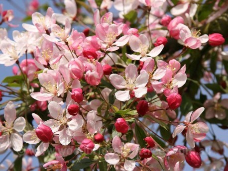 Malus Floribunda