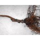 Plum / Apricot Rootstocks (Mariana)