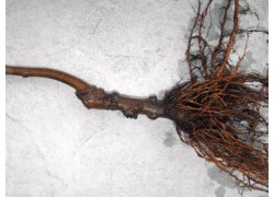 Plum / Apricot Rootstocks (Mariana)