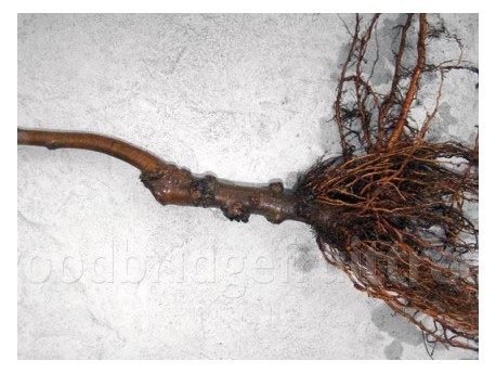 Plum / Apricot Rootstocks (Mariana)