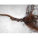 Plum / Apricot Rootstocks (Mariana)