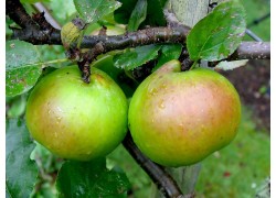 Bramley's Seedling Semi-dwarfing