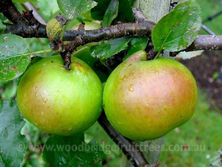 Bramley's Seedling Semi-dwarfing