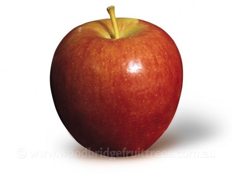 Braeburn Semi-dwarfing