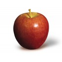 Braeburn Semi-dwarfing