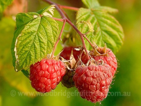 Raspberry Chilcotin Pack