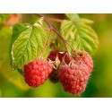 Raspberry Chilcotin Pack