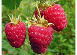 Raspberry Chilliwack Pack