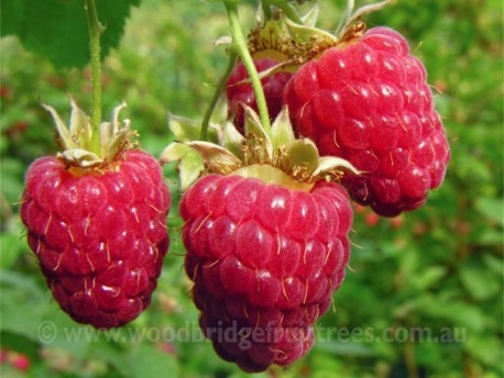 Raspberry Chilliwack Pack