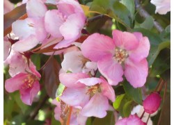 Malus Ioensis "rubra"