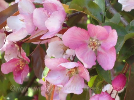 Malus Ioensis "rubra"