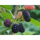 Black English Mulberry