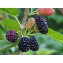 Black English Mulberry