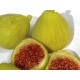 White Adriatic Fig