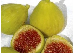 White Adriatic Fig