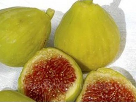 White Adriatic Fig