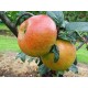 Blenheim Orange Dwarfing