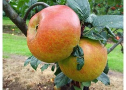 Blenheim Orange Dwarfing