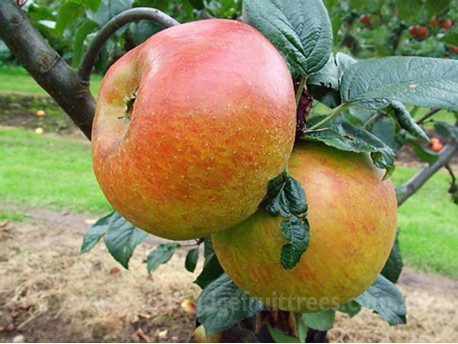 Blenheim Orange Dwarfing