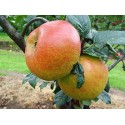 Blenheim Orange Dwarfing