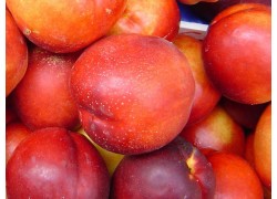 Red Gold Nectarine