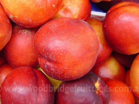 Red Gold Nectarine