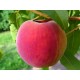 Redhaven Peach