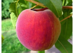 Redhaven Peach