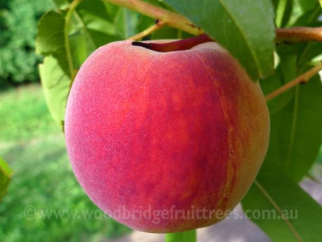 Redhaven Peach