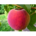 Redhaven Peach