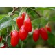 Goji berry