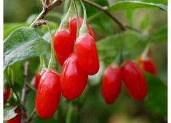 Goji berry