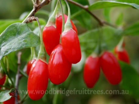 Goji berry