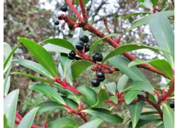 Tasmanian Pepperberry - FEMALE