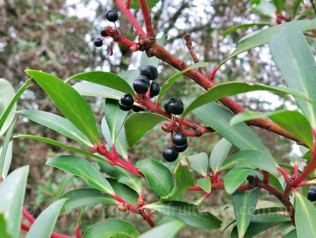 Tasmanian Pepperberry - FEMALE